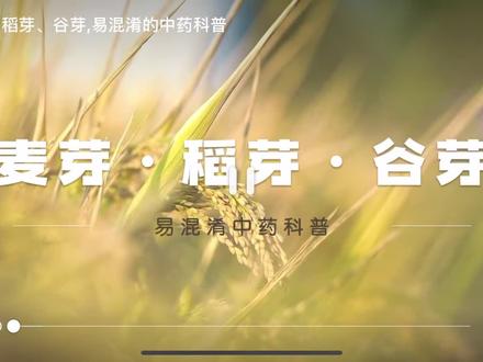 #我要上热门
麦芽,谷芽,稻芽,都是消食健脾的好选择,特别是小孩子积食内热的时候,那么这三者到底什么区别呢?#诚信经营质量第一 #滋补养生食材 #广东靓汤 #汤包茶包工厂