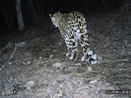 绵山保护区野生动物集锦——暗夜精灵