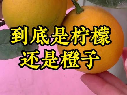 精心呵护一年多的柠檬,不会是橙子吧。#柠檬 #爱生活爱养花 #阳台花园 #花园 #柠檬树