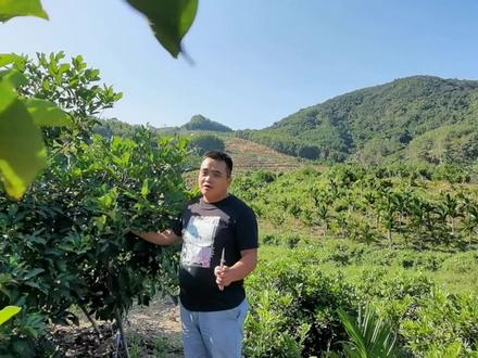 红毛丹,管理技术,果树修剪日常管理,#2021乡村振兴计划 #农村果园 #海南自贸港