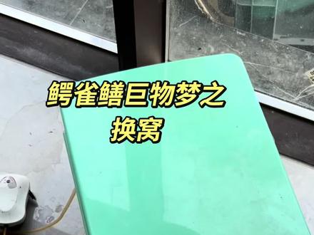 换个窝,生怕某一天没看住鳄雀鳝在地上干死了。#鳄雀鳝 #鳄雀鳝捕食 #鳄雀鳝观赏鱼 #巨骨舌鱼