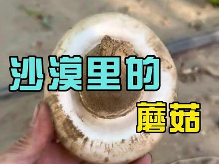 长在沙漠里的蘑菇#蘑菇#沙漠 #一般人不知道这是啥 #来自大自然的馈赠 #迪普AI
