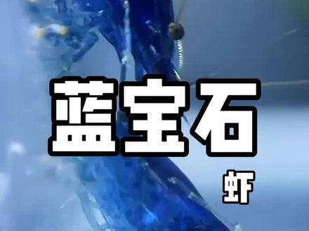 蓝钻,蓝宝石,蓝丝绒、你们说吧,这是什么虾#蓝宝石 #蓝丝绒