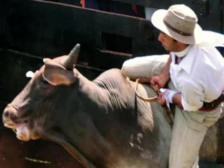 为什么骑牛比赛的牛都很暴躁? #斗牛士 #带你看世界 #涨知识