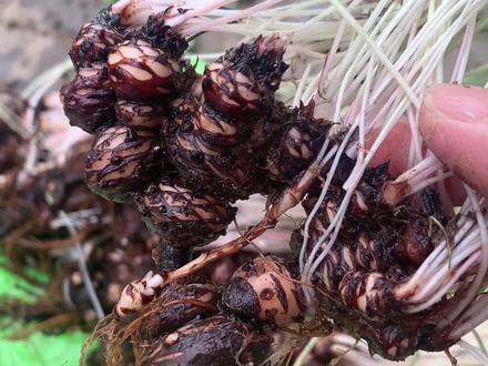 酢浆草种球 三叶草 幸运草 多年以后可以养成老桩#适合室内摆放的花卉盆栽推荐