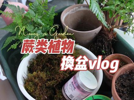 蕨类植物🌱换盆vlog 铁线蕨土培转苔藓球 之前入了三盆蕨类植物,铁线蕨,红鳞蕨以及狼尾蕨,
🌱铁线蕨,买来的时候就给它换了帝罗马盆,但是长势不太理想,听说它喜欢坐水养护,
所以这次换盆,特意准备了干苔藓,给它做成了苔藓球放陶盆里坐水养护。
希望它能重新长出茂密的“头发”
🌱红鳞蕨,本来干苔藓是为它准备的,但是经过多方查询,更多人推荐用土培。
所以这次换盆,给它移栽到了帝罗马盆里,并土表覆盖了苔藓。
目前长势良好,等枝叶再茂密些,再修剪调整下。
🌱狼尾蕨,这个家伙有点可可爱爱,因为已经爆根,它长势也受到了一定的限制。
所以这次换盆,直接简单粗暴,一分为二。
蕨类植物的根系非常强悍,如此暴力操作,它依旧能轻松服盆。
#室内绿植 #换盆 #蕨类植物 #绿植换盆 #苔藓球