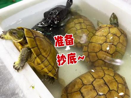 现在还入龟吗?这些可以! #养龟日常 #养龟人 #宠物龟 #蛋龟 #鳄龟 #萌宠出道计划 #龟龟🐢