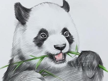 画一只爱吃竹子的可爱小熊猫!#彩铅手绘