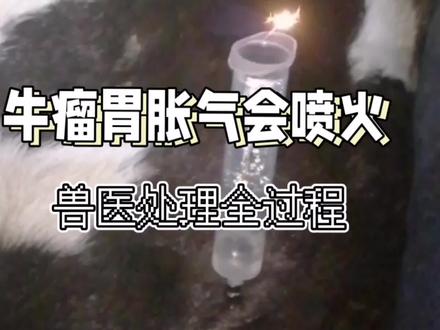 牛肚子真的会喷火?来看看兽医处理牛胀气过程你就知道了#养牛