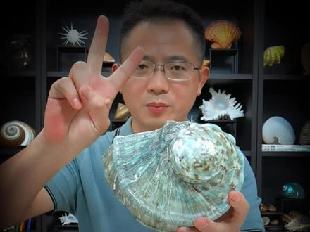 谨记:这6种常见的贝壳是海洋保护动物 #科普 #涨知识 #保护动物#萌知计划 #动物植物 @抖音青少年 @DOU+小助手