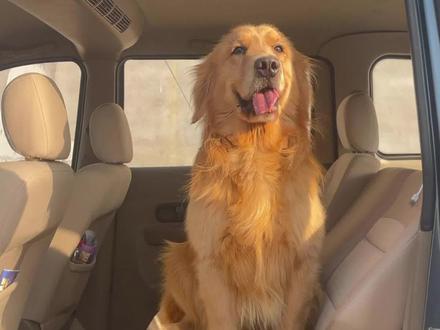 如何教会狗狗上车并保持不动#萌宠 #养狗经验分享 #训犬技巧 @DOU+小助手