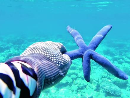 #户外 #带你看世界 #阿南巴斯群岛 #潜水 #帆船
阿南巴斯群岛(Anambas Islands)——印度尼西亚的隐世天堂
位于南中国海的西南部,隶属于印度尼西亚的廖内群岛省(Riau Islands),距离新加坡约300公里,与马来西亚的刁曼岛隔海相望。
这里未被过度开发,保留着原始的热带海岛风貌。
海水能见度极高(20-30米),被誉为“东南亚的潜水秘境”。
珊瑚礁生态系统丰富,拥有软珊瑚、硬珊瑚、热带鱼群、海龟甚至鲸鲨。
人迹罕至的私人沙滩,许多小岛甚至没有固定居民。
✅ 世界级潜水与浮潜——珊瑚花园、沉船潜点(如“七兄弟礁”)。
✅ 海钓天堂——金枪鱼、马林鱼、鲣鱼等大型游钓鱼类丰富。
✅ 帆船与跳岛游——探索无人沙洲、隐蔽泻湖。
✅ 极致放松——没有商业酒店,只有渔民村落和少数生态度假屋。
📌 旅行贴士:
- 最佳季节:3-10月(风浪小,适合航海)。
- 交通:从新加坡或巴淡岛乘船/小型飞机抵达。
- 设施:基础设施简单,建议自带防晒、浮潜装备。
✨ 为什么选择阿南巴斯?
“如果你厌倦了巴厘岛的拥挤,这里就是最后的避世天堂——真正的‘鲁滨逊式’冒险。”