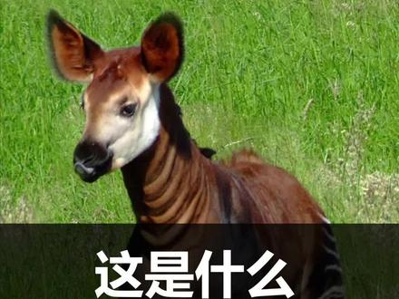 这些神奇生物,竟都藏在这本书里!#抖音自然 #科普#生命科学