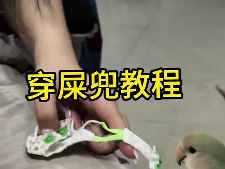 还有谁家鸟宝没有自己的衣服#鹦鹉 #牡丹鹦鹉