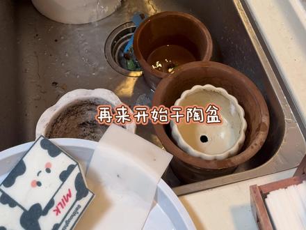 养花人有专属的大扫除~
#养花人 #养花人的乐趣 #养花