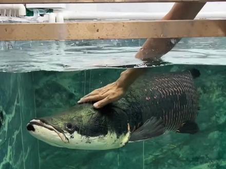 巨骨舌鱼会不会认主 #科普 #巨骨舌鱼