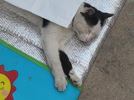 我被一只猫给包袱了。 #猫咪的迷惑行为 #流浪猫日常 #猫咪