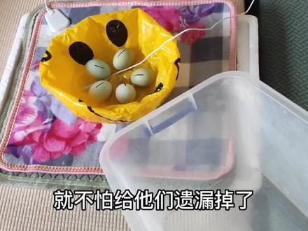 在家轻松孵小鸡,市场上买的绿壳鸡蛋受精率高,四天照蛋都有小鸡 #孵蛋 #孵化鸡蛋 #人工孵化