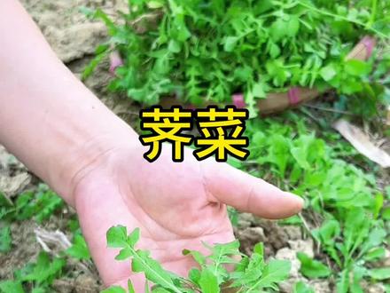 荠菜又名菱角菜,地米菜,看看村里人是怎么处理的?#广东dou是好风光 #dou来广东百千万