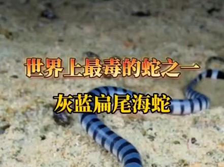 灰蓝扁尾海蛇,是眼镜蛇科扁尾海蛇属的一种生物。这种蛇的体长可以达到75至360厘米,体重在600至1800克之间。你可以通过它的头部特征和身体环纹来识别它,它的头部很大,与颈部分界不明显,身体呈圆柱形。
灰蓝扁尾海蛇的背部为蓝灰色,腹面为灰黄色,全身具有蓝黑色的环纹。它的头部是蓝黑色的,从吻部沿着上唇直到颞部是灰黄色的。这种蛇的鼻间鳞有1对,眶前鳞有1片,眶后鳞有2片,颞鳞在1至3片之间,上唇鳞有7片或8片,颔片则有2对。
灰蓝扁尾海蛇的背鳞平滑无棱,呈覆瓦状排列,腹鳞宽大。肛鳞是二分的,尾下鳞在雄性个体中为44对,在雌性个体中则为33至35对。这种蛇善于游泳,大部分时间生活在海洋中,但也会在陆地上生活一段时间,以便进行交配、产卵、消化食物和蜕皮。
灰蓝扁尾海蛇的活动时间集中在夜间或黄昏,会周期性地从阴影处到阳光处交替进行温度调节。这种蛇还有爬树能力和趋光习性,会通过嗅觉定位和识别猎物,主要以小型鱼类为食。雄性灰蓝扁尾海蛇主要捕食海鳝,而雌性则捕食海鳗为主。
#我要上热门 #神奇动物在抖音 #抖音看世界 #户外 #蛇@DOU+小助手