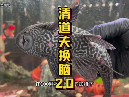 把清道夫的豆腐脑取出来,再把福寿螺的卵放进去,会发生什么?#清道夫 #清道夫奇葩试验 #清道夫消灭计划 #趣味实验 #外来物种