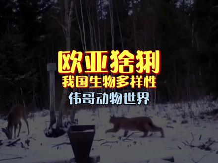 保护生物多样性:介绍冷门猫科动物欧亚猞猁,您觉得它像猫咪吗? #抖音动物图鉴 #动物世界 #高清