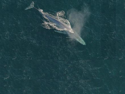 蓝鲸为什么能长那么大?第一集 #知识青年