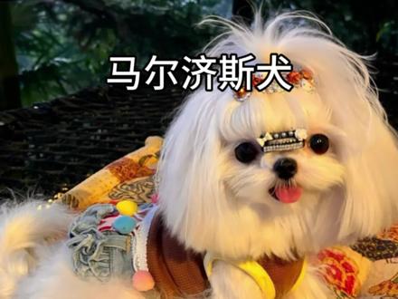 每天教你认识一种狗狗#马尔济斯 #马耳他犬 #狗狗#萌宠