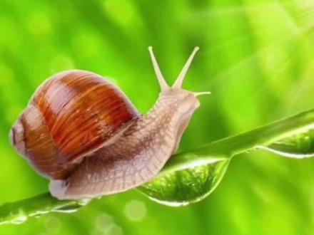 关于蜗牛的牙齿你了解多少#知识科普 #探索宇宙 #动物科普