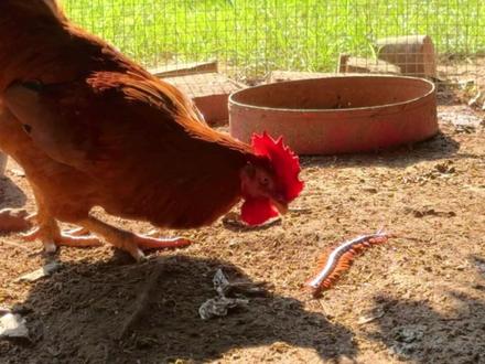 把一条20厘米长的蜈蚣丢入鸡群,会发生什么事?#蜈蚣 #鸡 #趣味实验