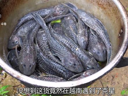 这种鱼你吃过吗?一种能卡生命进度条bug的外挂生物#清道夫 #美食 #真材实料才能做出好味道 #鱼 #生命力