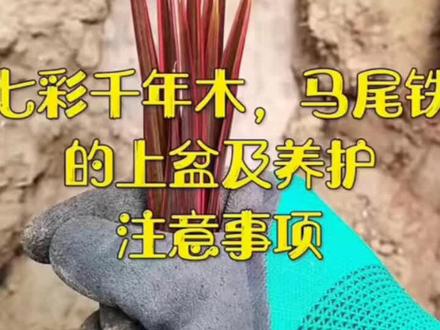 视频有点长,认真看完#千年木#七彩马尾铁#花卉绿植 #分享养花经验 #家庭养花