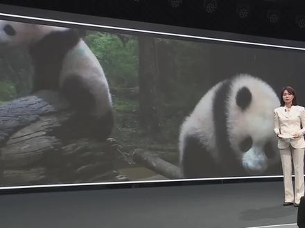 熊猫晓晓和蕾蕾将于明日返回中国 2021年出生的双胞胎熊猫晓晓和蕾蕾将于明日返回中国
日本将自1972年中日邦交正常化以来
时隔54年首次成为没有大熊猫的国家
#JTBC #今日新闻 #日本 #上野动物园 #熊猫