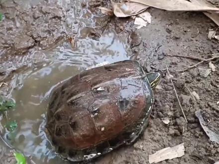 一起捉鲶鱼、锦鲤