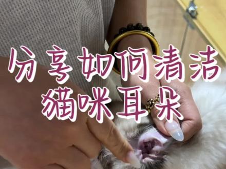 简单常规的耳廓清洁方法(无耳螨适用)#科学养宠攻略 #新手养猫 #宠物知识 #萌宠百科 #养猫人