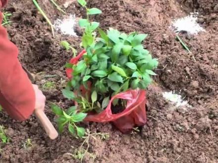 辣椒苗的移栽技巧,避坑指南。 点赞收藏,#种地不容易 你学会了吗?