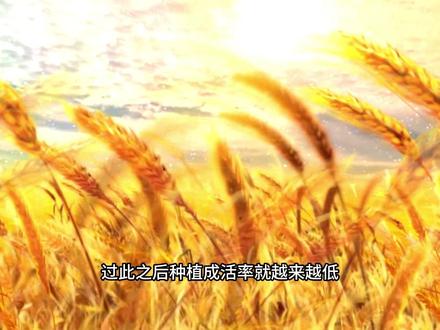二十四节气,芒种,#二十四节气芒种 #二十四节气芒种的由来和习俗