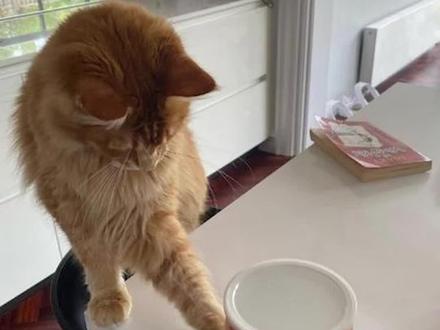 为什么猫那么“手欠”,总喜欢把桌上的东西推下去?#猫 #萌宠 #猫咪的迷惑行为