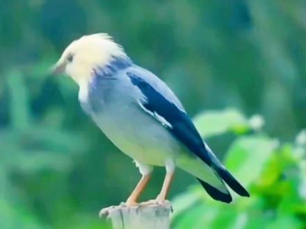 丝光椋鸟: 又叫“牛屎八哥”。跟八哥,鹩哥类似,是一种能模仿人说话的鸟类。#鸟类 #爱鸟护鸟 #鸟类科普 #会说话的鸟 #野生动物零距离