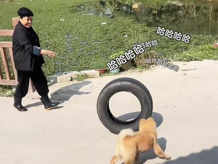 这窝看着就很舒服啊#狗窝 #狗狗 #轮胎狗窝