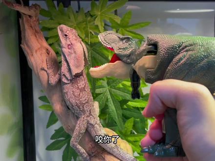 你们的伞蜥能开伞自如吗?#爬宠 #伞蜥 #爬宠星球 #爬宠日常