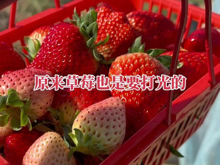 太阳和草莓是一对#草莓🍓 #甜甜的味道