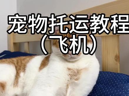 宠物托运教程来啦!没想着会出这个,所以在机场没拍什么照片视频有点长,最后面有文字版,不懂得可以问我
#宠物托运攻略 #携宠出游 #航空托运 #记录猫咪日常 #我和我的怨种猫咪