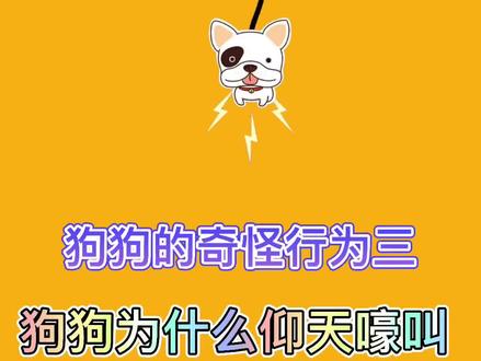 #狗狗 的奇怪行为之仰天长啸 #萌宠 #宠物 #法国斗牛犬