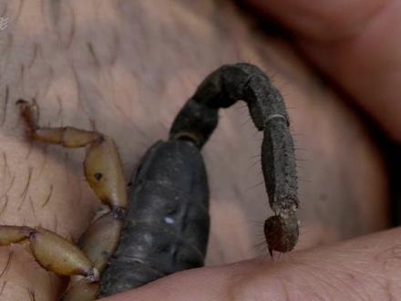 树皮蝎和狮子鱼蜇人有多疼,二哈兄弟竟以身犯险 #纪录片 #科普