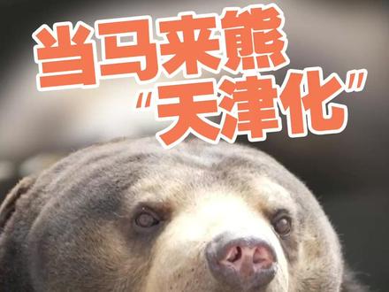 马来熊天津长大发展出特殊技能,挖水泥地、拆家、办婚礼#我们和它们
