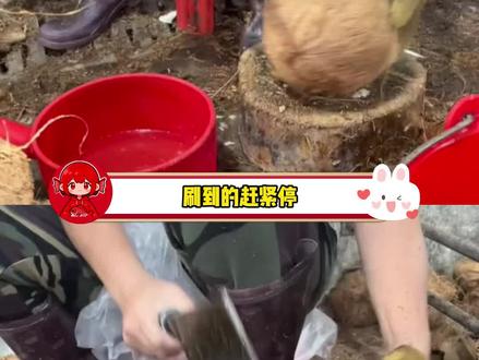 别再喝杂牌椰子水了!! #椰子水 #食品安全 #315 #海南椰子水 #春光