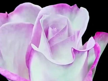 “我二舅叫刘宝华 现在他是一朵月季了”!云南省农科院征集新品种月季名,网友二舅名字被投上“榜一”,官方回应:正为“宝华月季”走申报流程(来源:@植物眼 )