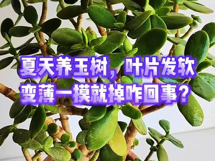 夏天养玉树,叶片发软变薄一摸就掉咋回事?