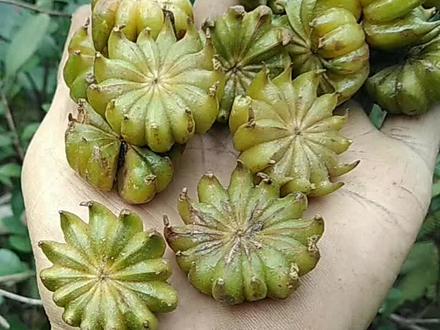 #一般人不知道是什么 莽草子俗称野八角,枝叶跟八角树相差不大,果实无八角特有的香气,有毒!#今日分享